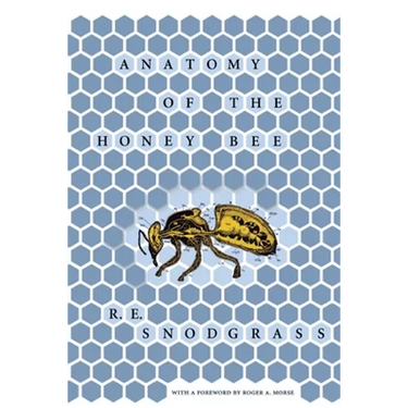 Anatomy of the Honey Bee