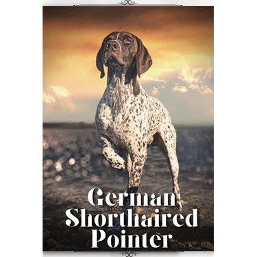 German Shorthaired Pointer: Dog breed overview and guide