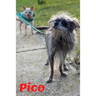 Pico: Tiny Dog Massive Penis
