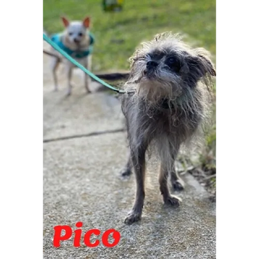 Pico: Tiny Dog Massive Penis