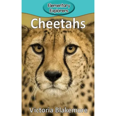 Cheetahs