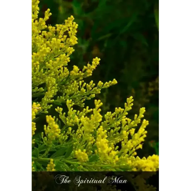 The Spiritual Man: The Spiritual Life Reduced To Its First Principles