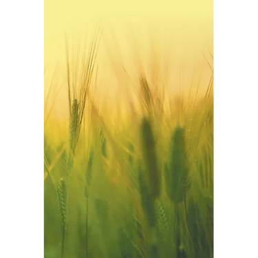 Agricultural Microbiology