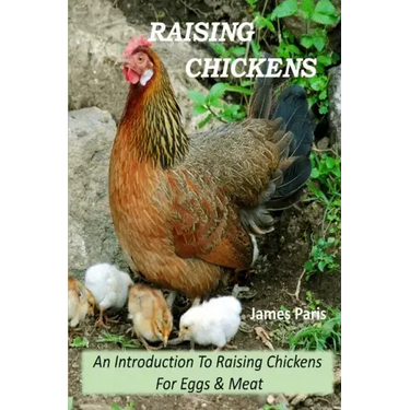 Raising Chickens - An Introduction To Raising Chickens For Eggs & Meat