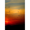 Sunset Flight: Beautiful