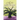 The Cross & Lavender