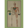 My Eclectic Human Body: Eclectic Knowledge Journey (Summaries, Principles & Exercises)