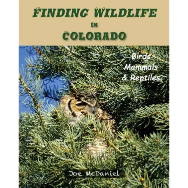 Finding Wildlife In Colorado: Birds, Mammals and Reptiles