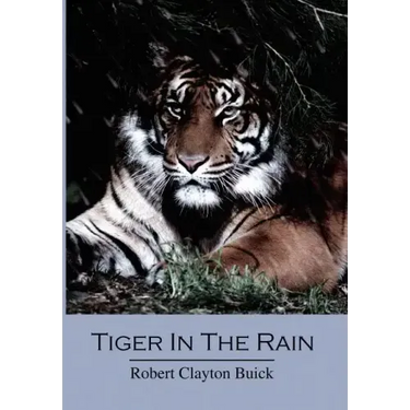 Tiger in the Rain