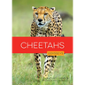 Cheetahs