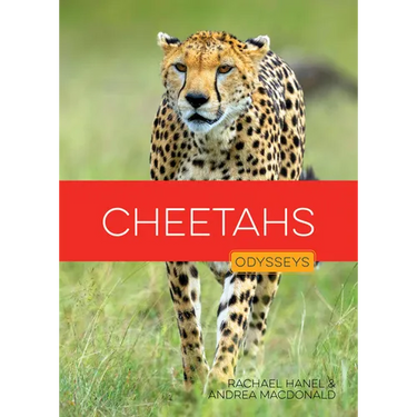 Cheetahs
