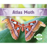 Atlas Moth