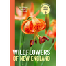 Wildflowers of New England