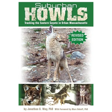 Suburban Howls: Tracking the Eastern Coyote in Urban Massachusetts