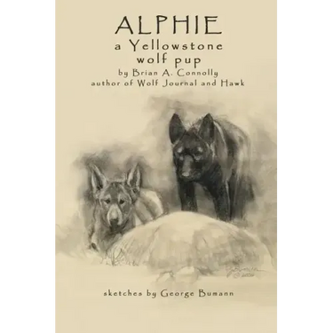Alphie, a Yellowstone Wolf Pup