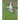 Ducks and Geese: From The Book of Poultry