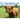 Cow Stories