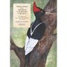 Adventures of an Amateur Naturalist in Mexico: The Imperial Ivory-billed Woodpecker, Revisited