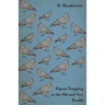 Pigeon Trapping in the Old and New Worlds