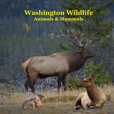 Washington State Animals and Mammals Kids Wildlife Book: Great Washington State Animals book with Lifelike Images and Fun Facts