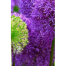 Blossoms: Alliums Are Hardy Bulbs That Produce Dramatic Balls of Purple, Blue, Yellow or Pink Flowers Atop Stiff, Upright Stems.