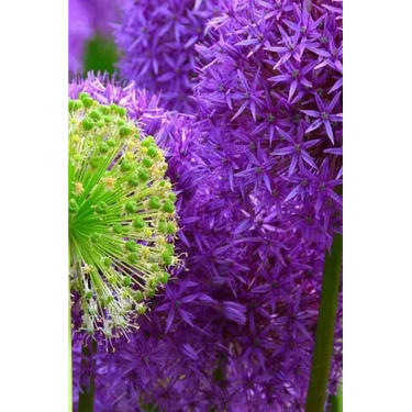 Blossoms: Alliums Are Hardy Bulbs That Produce Dramatic Balls of Purple, Blue, Yellow or Pink Flowers Atop Stiff, Upright Stems.