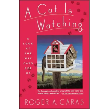 Cat Is Watching