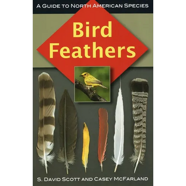 Bird Feathers