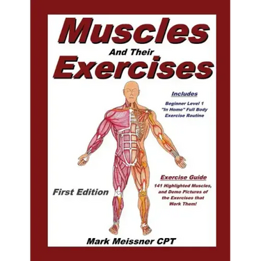 Muscles And Their Exercises