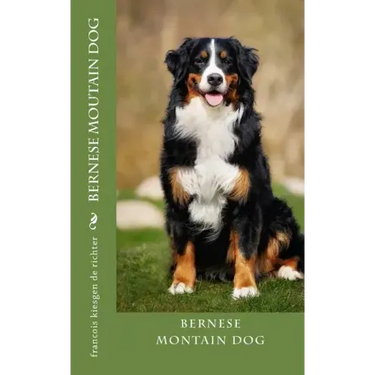 bernese moutain dog