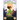 Book of Leprechauns: The Lore Gatherers