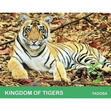 Kingdom of Tigers - Tadoba