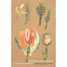 Surrealist Women's Writing: A Critical Exploration