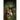 Adventures of the Horse Doctor's Husband