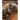 Menagerie Adult Folio (Male) #04