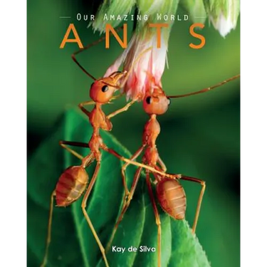 Ants: Amazing Pictures & Fun Facts on Animals in Nature