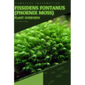 Fissidens fontanus (Phoenix Moss): From Novice to Expert. Comprehensive Aquarium Plants Guide