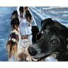 Run Like a Sled Dog: Another Black Bear Sled Dog Adventure