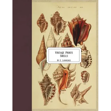 Vintage Prints: Shells