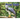 Harpy Eagle