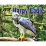 Harpy Eagle