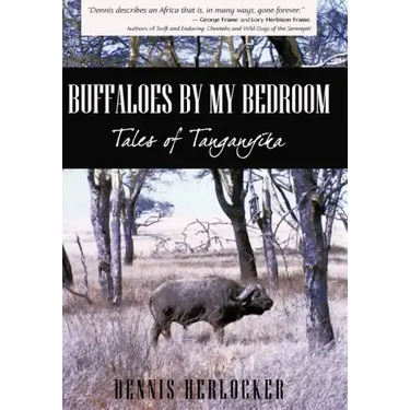 Buffaloes by My Bedroom