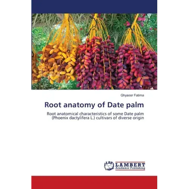 Root anatomy of Date palm