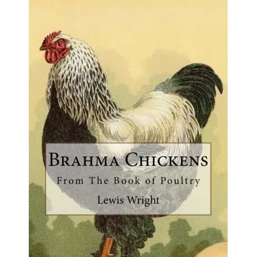 Brahma Chickens: From The Book of Poultry