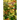 The Flowering Word Tree