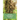 The Social Organisation of Honeybees