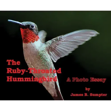 The Ruby-throated Hummingbird: A photo essay