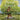 Deep Roots