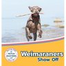 Weimaraners Show Off