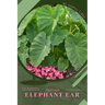 Elephant Ear: Plant Guide